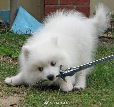 精灵宝可梦剑盾最新资讯,精灵宝可梦剑盾值得买吗