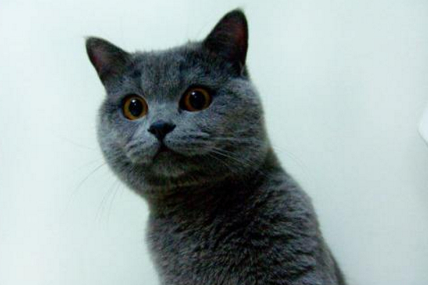 经常打猫有什么后果,每天打猫猫咪会怎么样