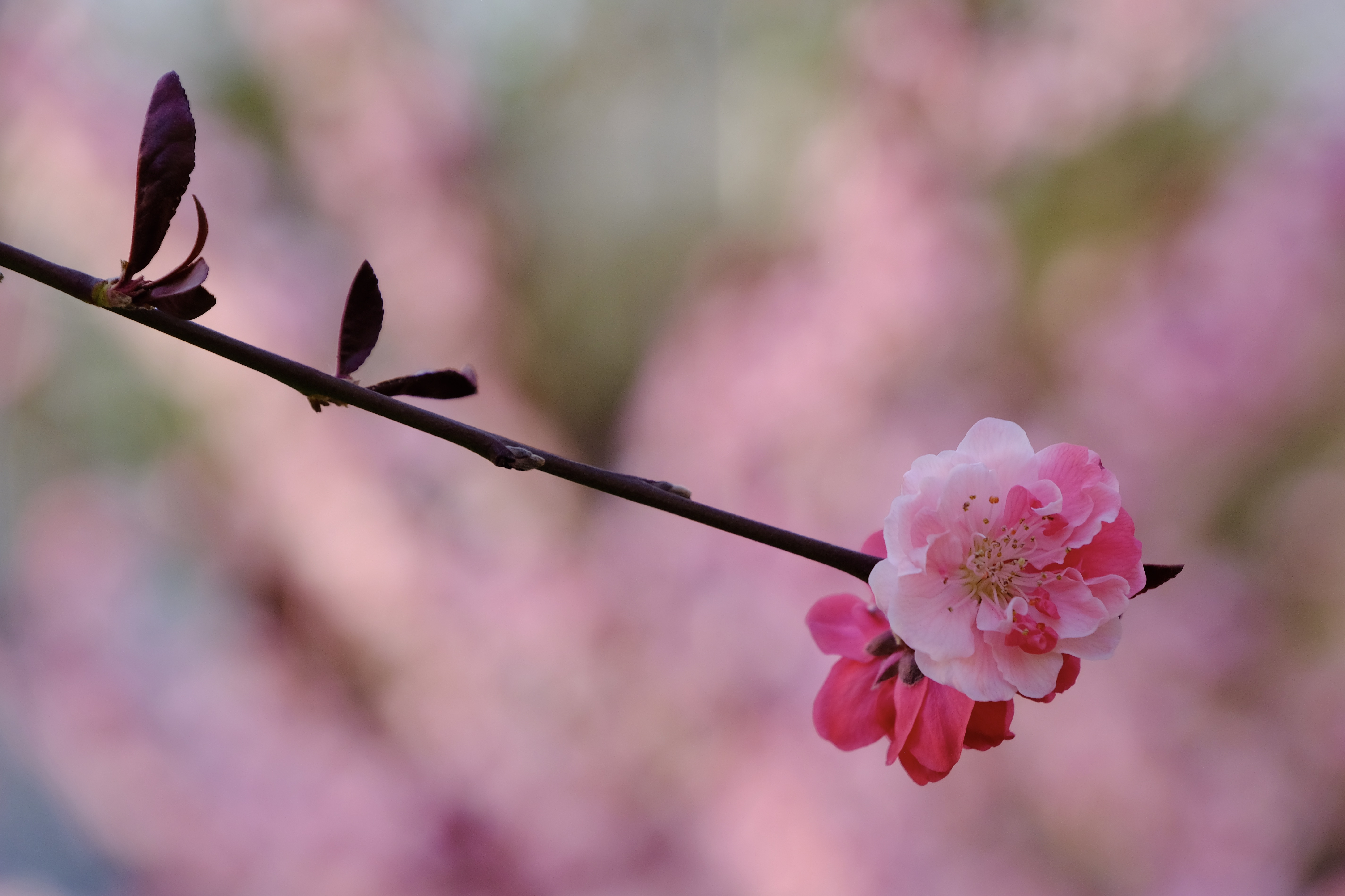 开往地铁上的春天,开往春天的地铁邂逅京城的花开