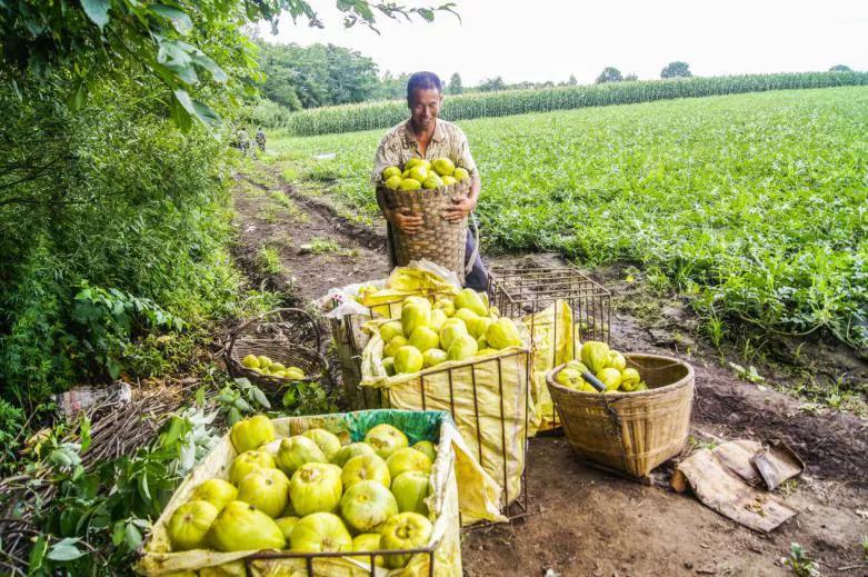 8年精准扶贫多少贫困县摘帽,一个小山村脱贫