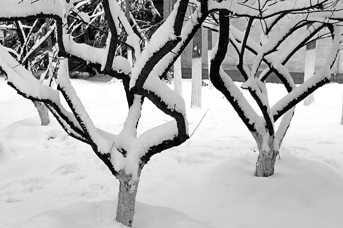 湖北武汉：雪润校园