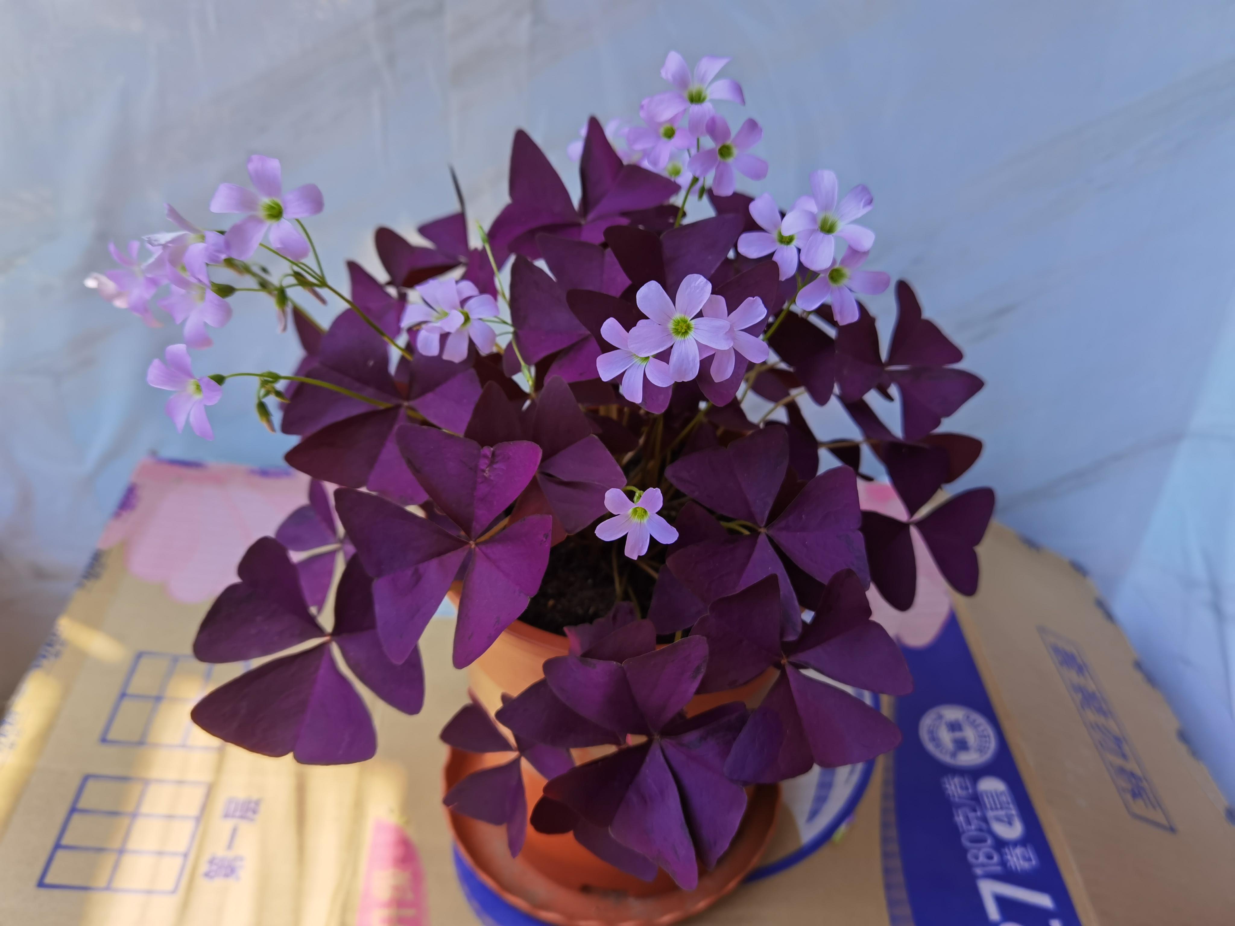 植物世界丨40款人见人爱的爆火花卉居然都是入侵植物，丢弃要犯罪