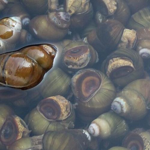 正宗柳州螺蛳粉怎么做的教程,正宗柳州螺蛳粉的做法源头