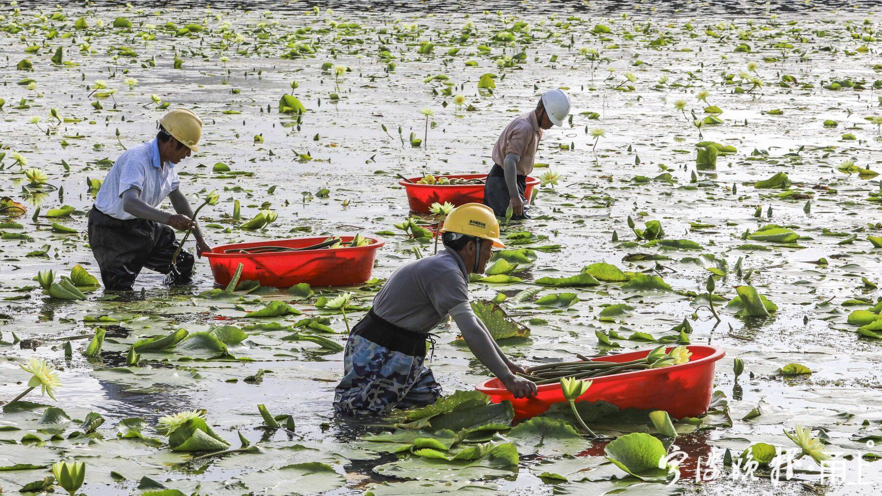 宁波北仑区哪里有薰衣草花海景区,宁波北仑梅山花海