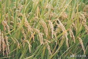 安徽夹沟香稻米,宿州夹沟香稻米最正宗在哪里