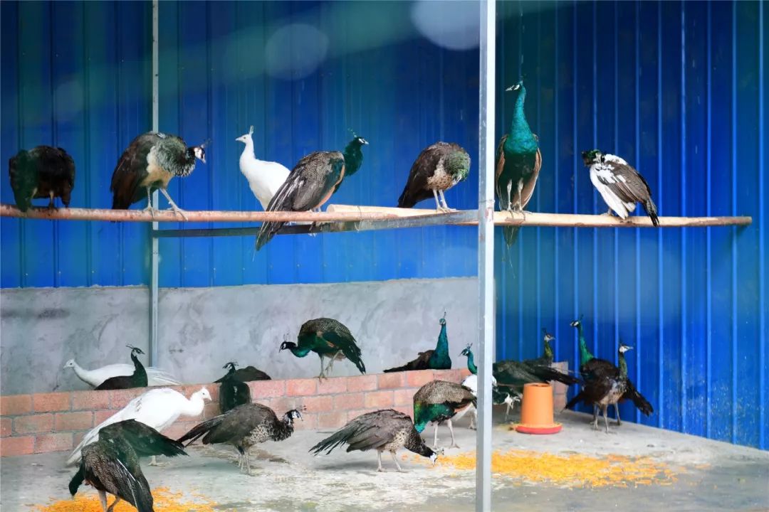 孔雀养殖场老孔雀,孔雀能吃稻谷吗