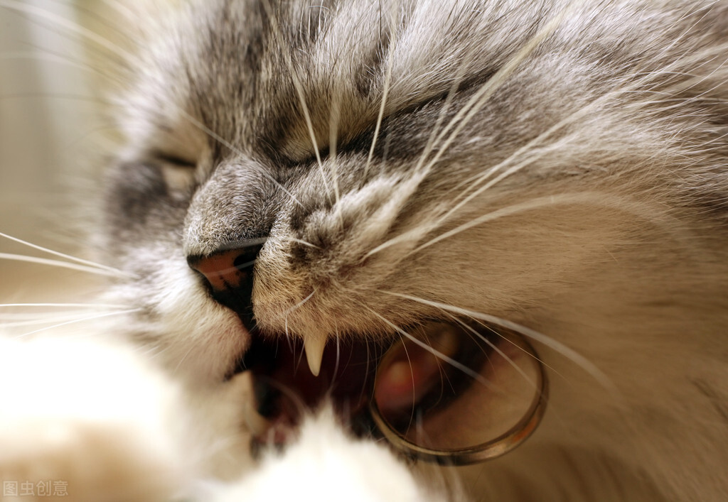 猫嘴巴溃烂了,猫嘴巴溃烂怎么治疗