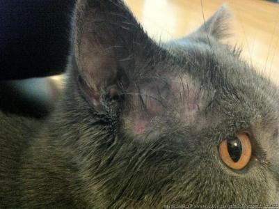 比较严重的猫癣该怎么治疗,猫癣反反复复治不好怎么办