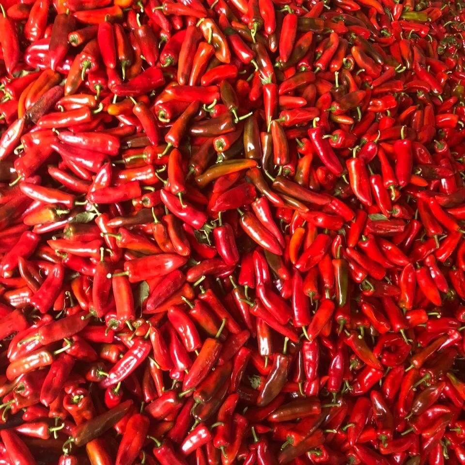 最近山东青州蔬菜市场行情 (青州蔬菜批发市场最新价格表)