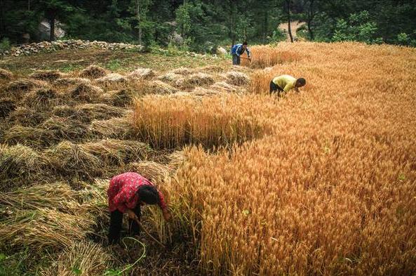 诗歌的收获,有关收麦子的古诗词有哪些