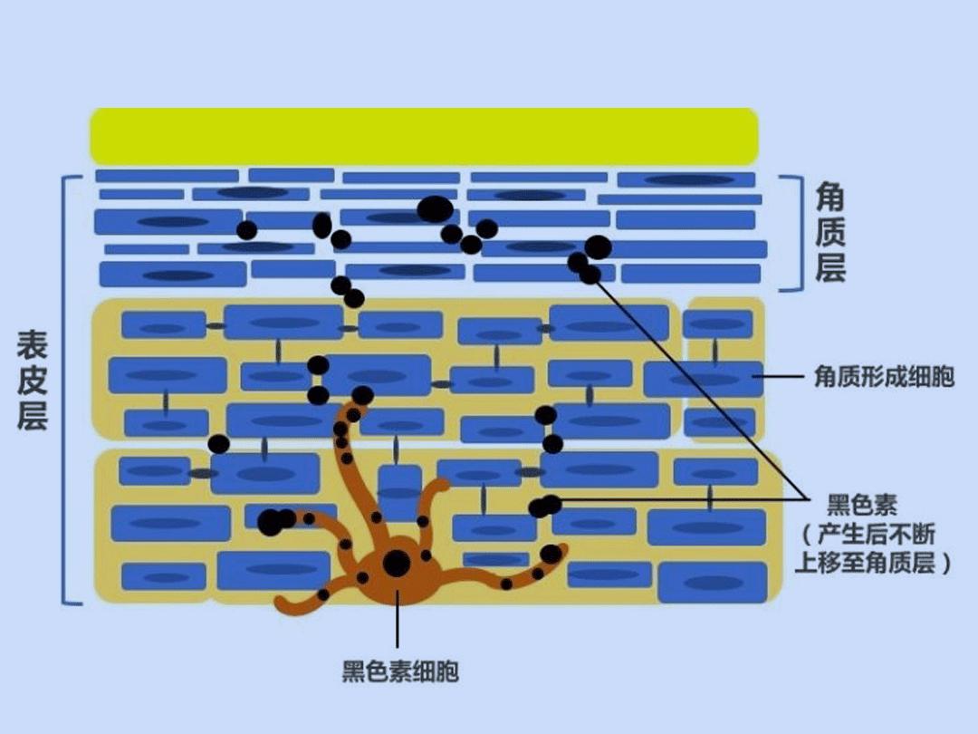 谷雨美白精华能变白吗,什么加美白精华可以变白
