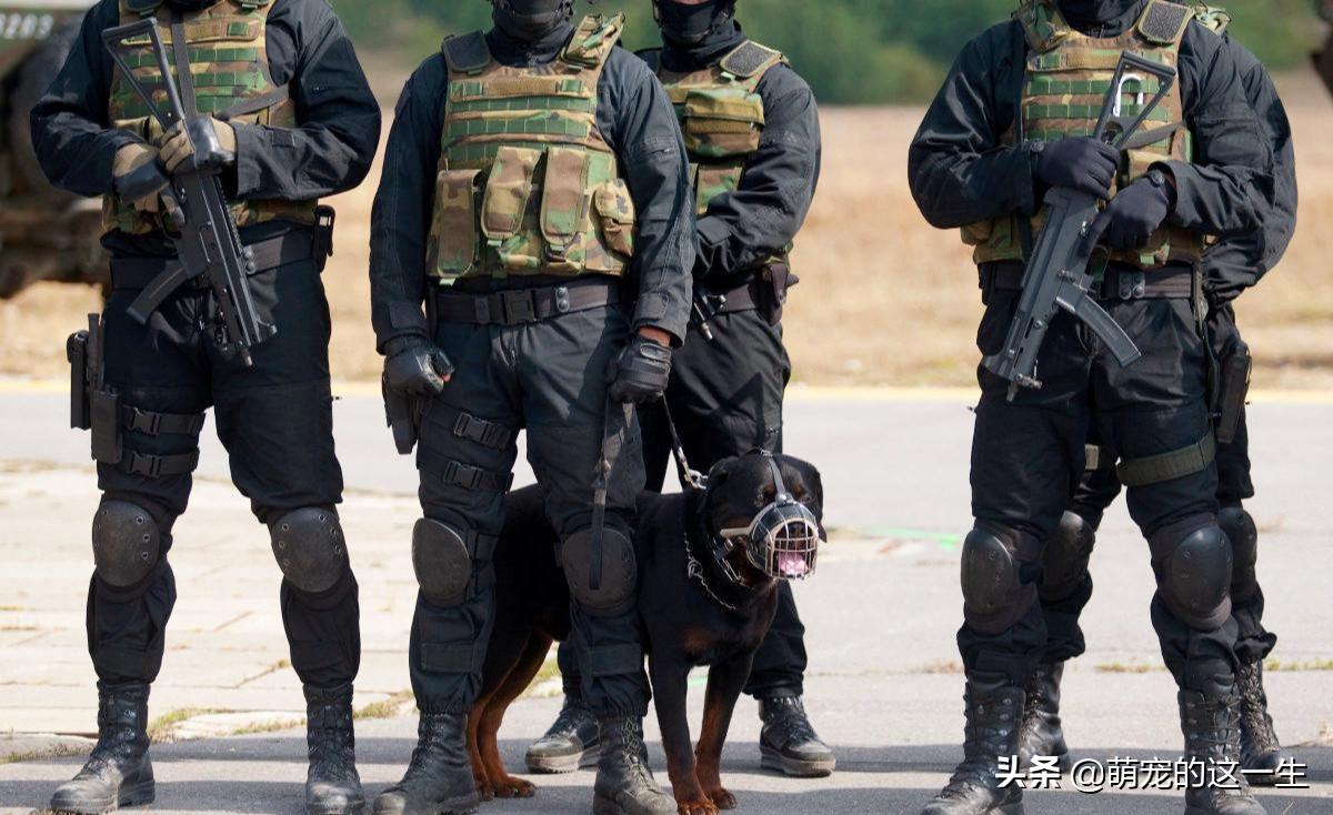军犬退役后的出路,军犬退役怎么样才能养活