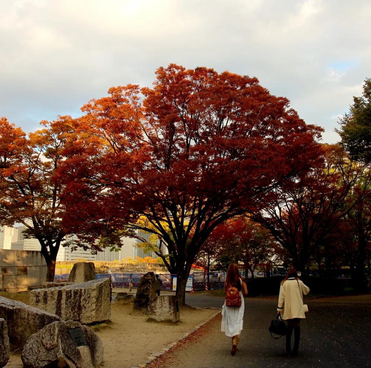 日本自由行神户,日本自由行大阪东京行程