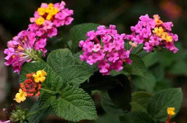 5月蚊虫多，咱可不要怕，卧室摆上几盆花，蚊虫问题轻松解决！