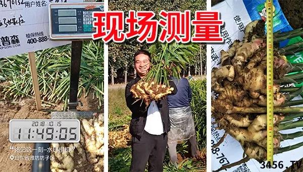 大姜的高产种植技术指导视频,大姜高产标准化种植技术