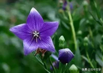 花语大全100种花图片,100种花的花语太全了