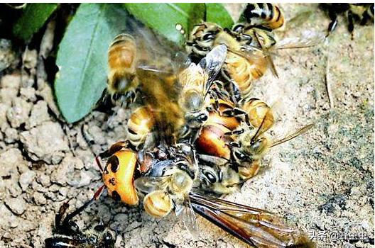 蜜蜂养殖户面对马蜂的攻击，想了几种防治马蜂的办法，哪种最有效