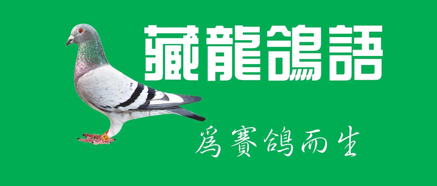 汪顺兴信鸽有大体型吗,汪顺兴的鉴鸽秘诀