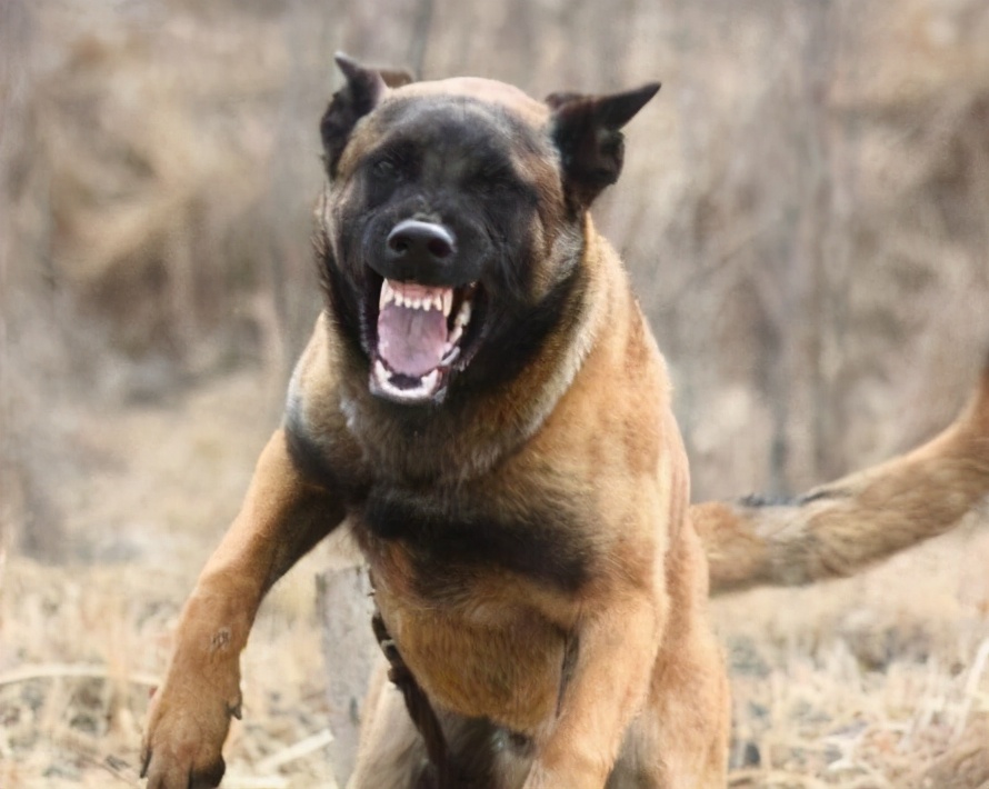 饲养马犬时，6*禁大**忌不能犯