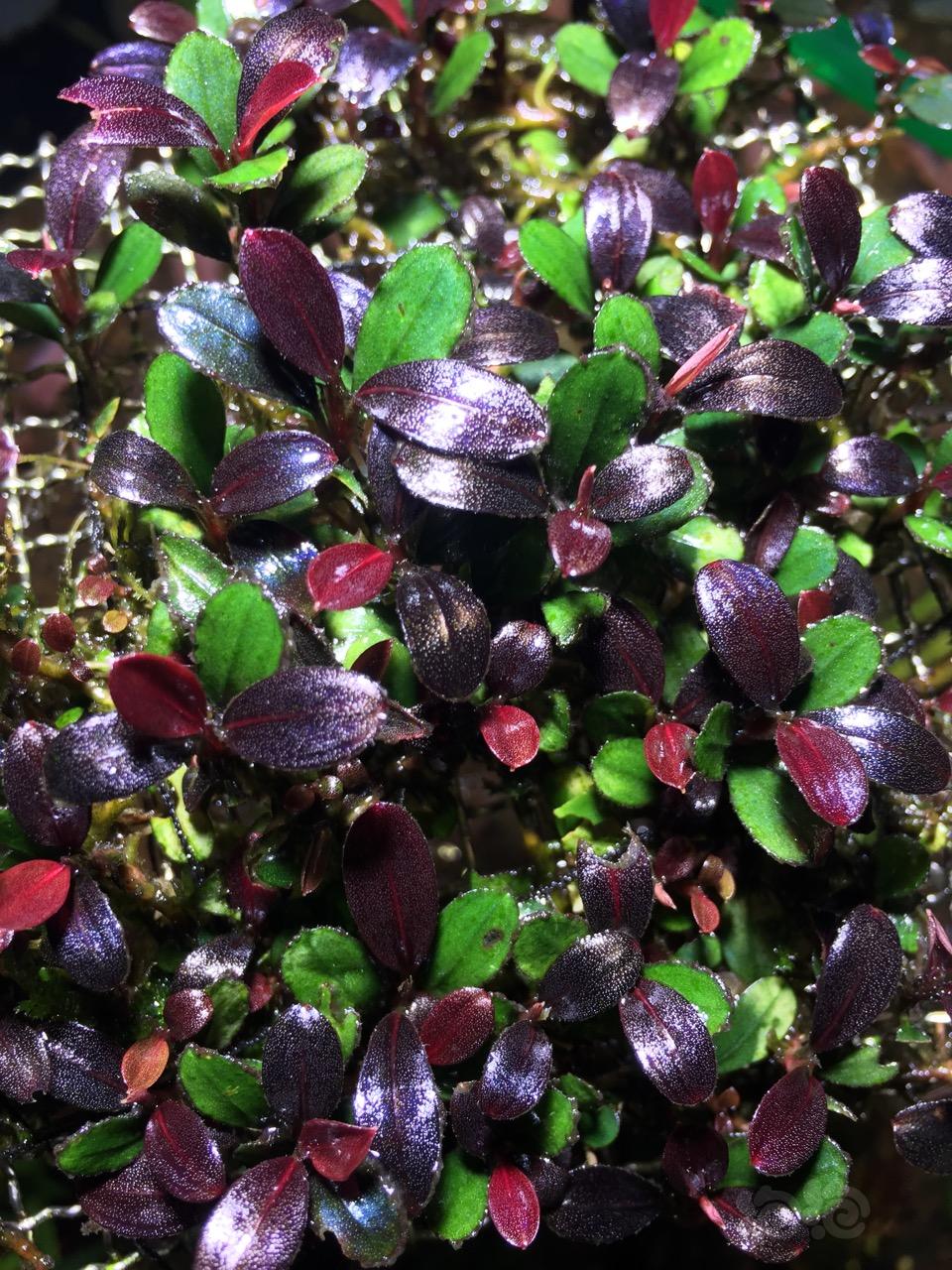 辣椒榕水草缸,养辣椒榕需要多大的缸