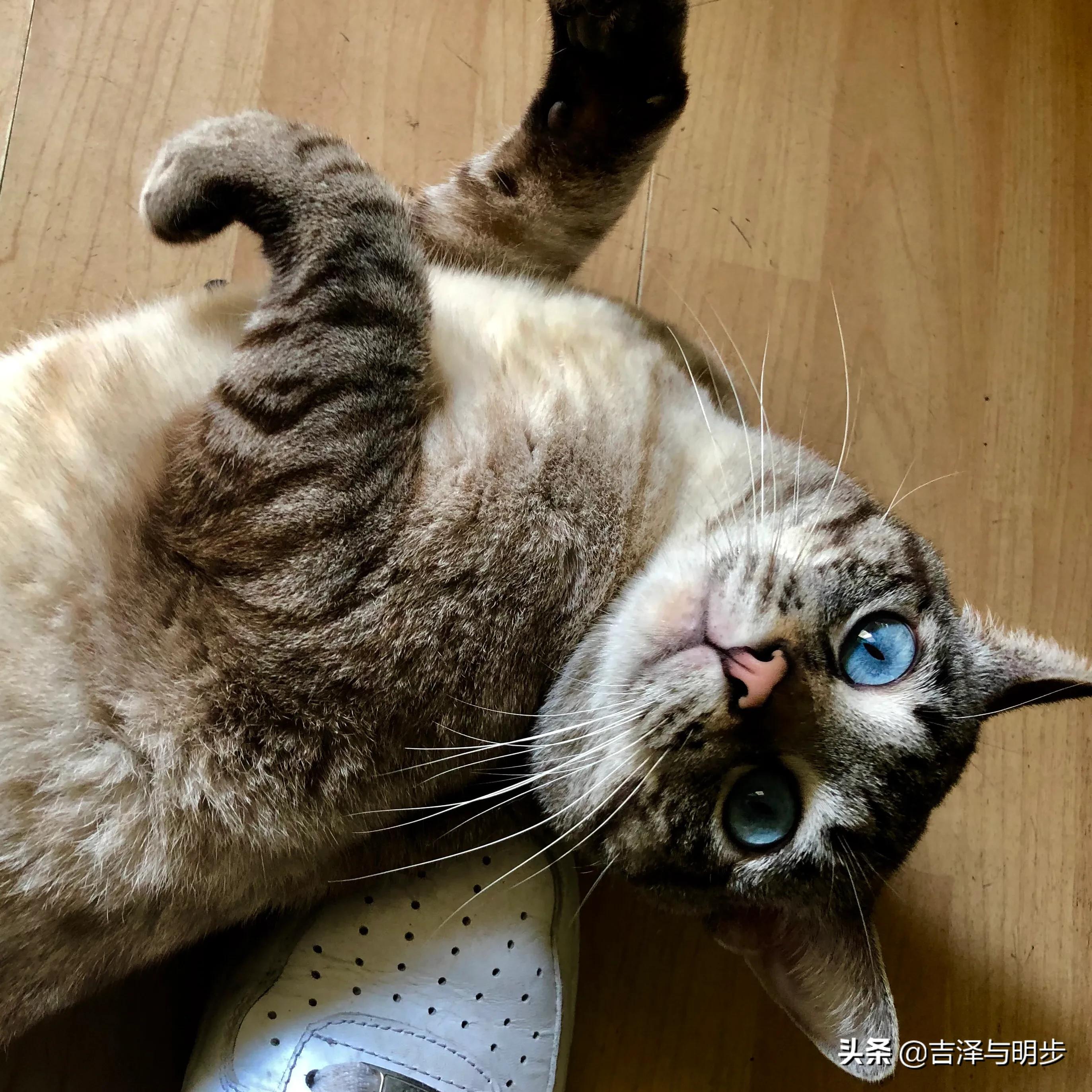 「养猫的日常」当你有这样的感慨，说明你养猫是正确的选择