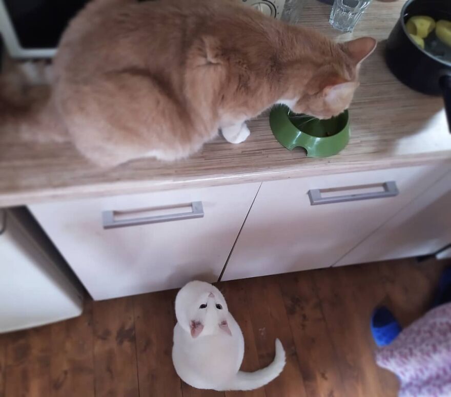 关于猫的13个误解，其中一些可能会让你大吃一惊