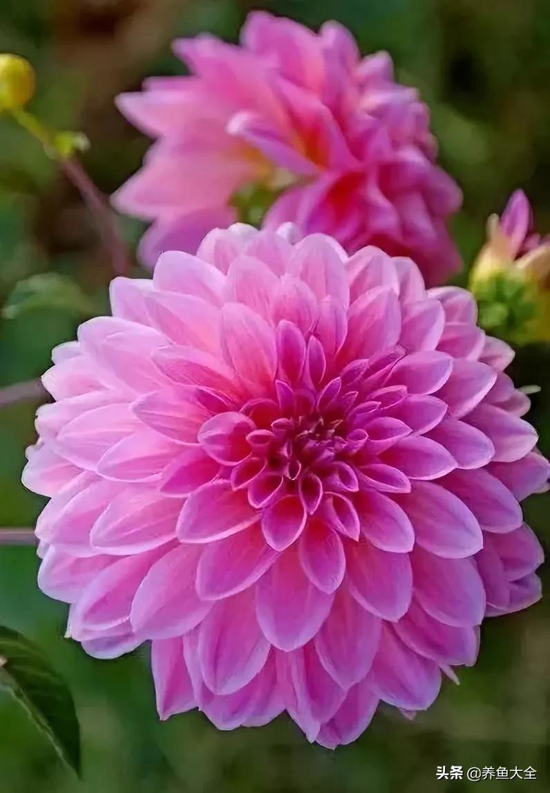 一至十二月的花期,12月到2月份的花期