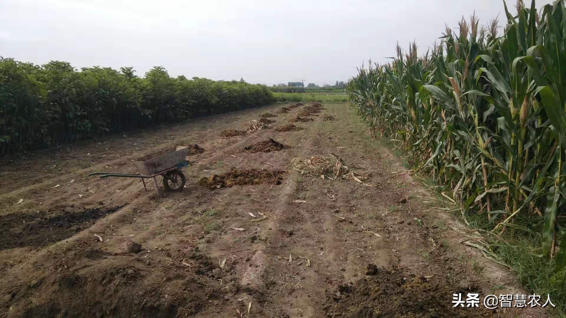 春季大蒜苗长得太旺影响产蒜头吗,栽蒜的大蒜苗发黄是什么原因