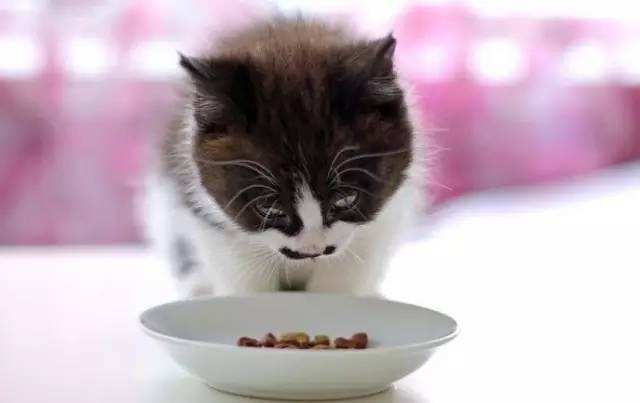 猫咪的便便有点湿软是什么原因,猫咪软便拉稀怎么办