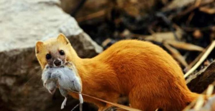 为什么迷信说不能杀黄鼠狼,为什么老人常说黄鼠狼杀不得