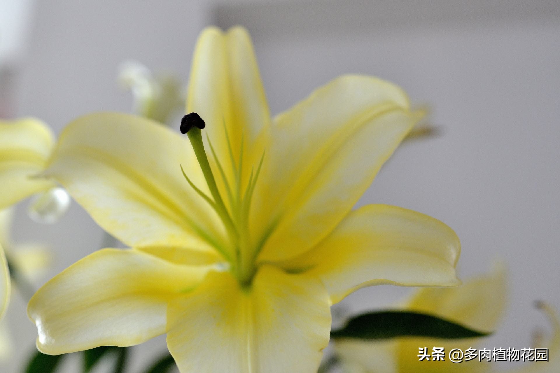 香水百合怎么养更持久,香水百合盆栽能在室内养吗