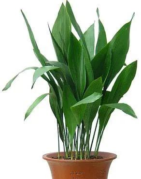 一叶兰根部图片欣赏图,一叶兰种类图片欣赏图