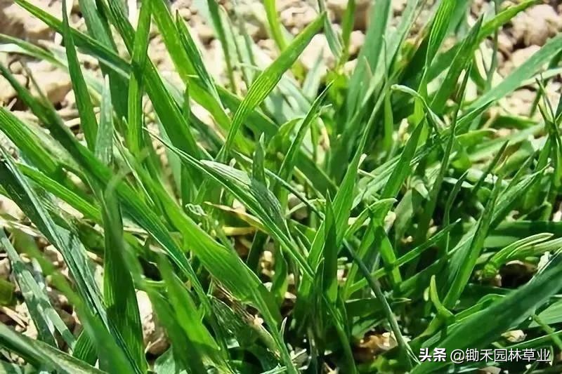 适合盐碱地的植物有哪些,绿化草耐旱品种