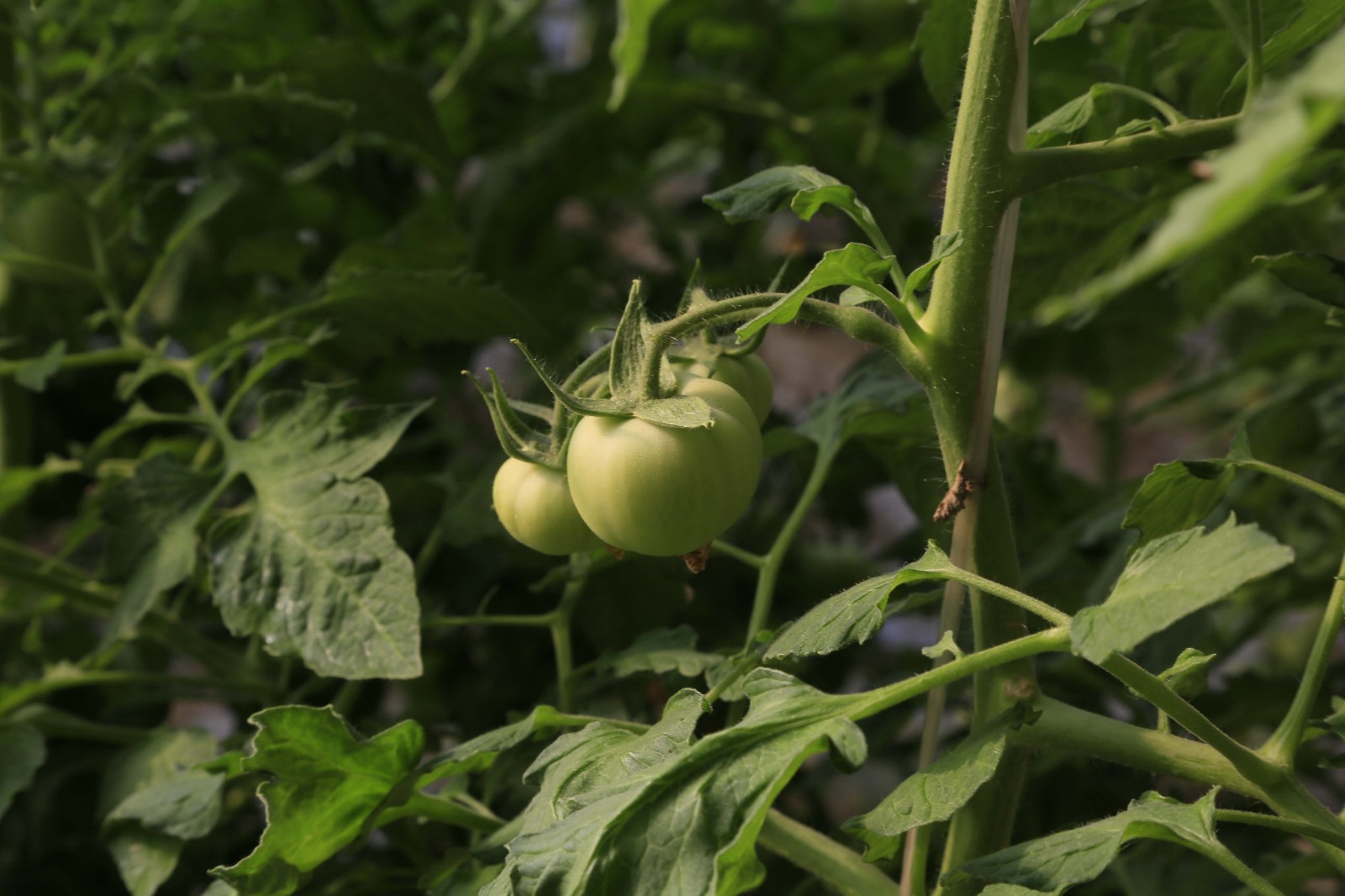 大棚西红柿高产,西红柿定植前用什么化肥配方高产