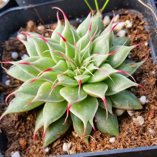 100种常见多肉植物图鉴收藏,1000种多肉植物图鉴及名字