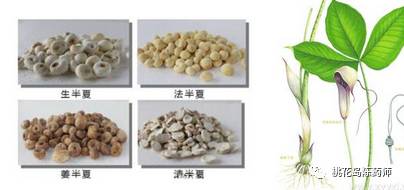 食茱萸中药饮片别名,中药饮片独角牛别名