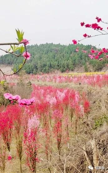 成都桃花花海,成都绕城周边花海