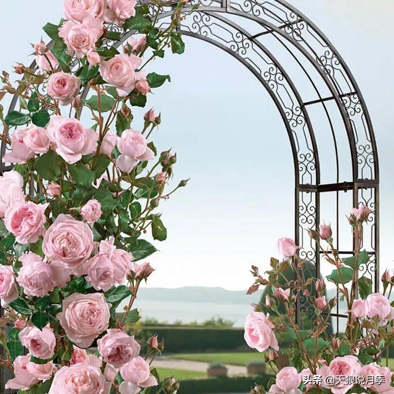 清新淡淡的月季花香水推荐,月季花香的香水有哪些