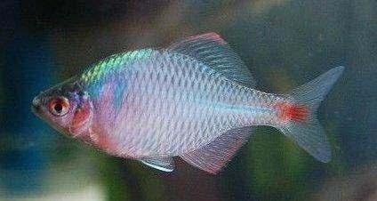 钓鱼专钓小鱼,世界钓鱼之旅钓大鱼