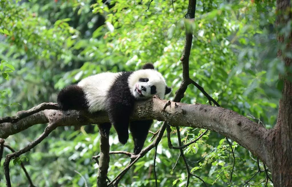 2023年熊猫夏令营,2019熊猫夏令营