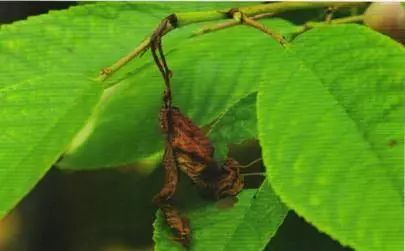 大樱桃如何防治果蝇虫害,樱桃园果蝇怎么防治