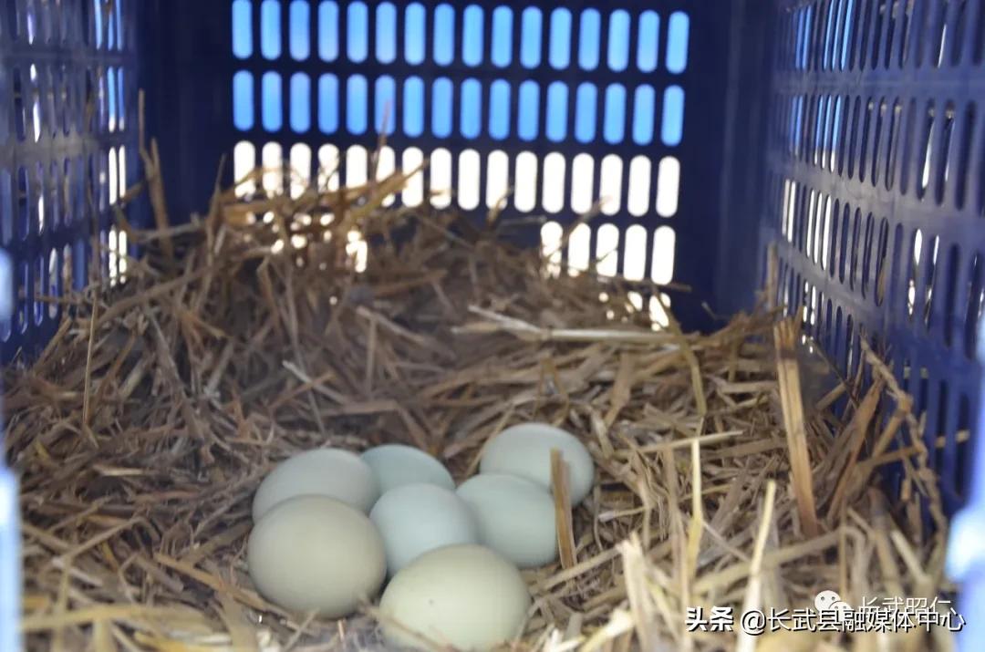香椿炒鸡蛋的营养价值,冻过的香椿怎样炒鸡蛋