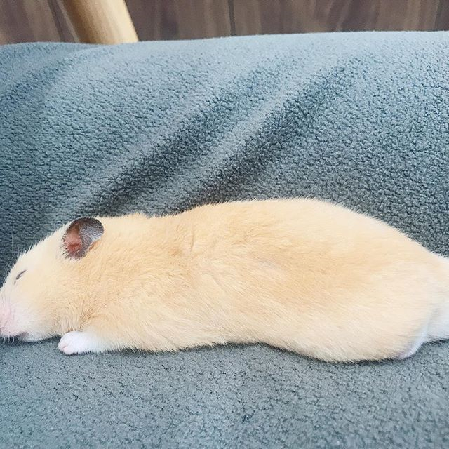 仓鼠玩累了倒头就睡，为确保鼠鼠睡眠充足，还请饲主“手下留情”