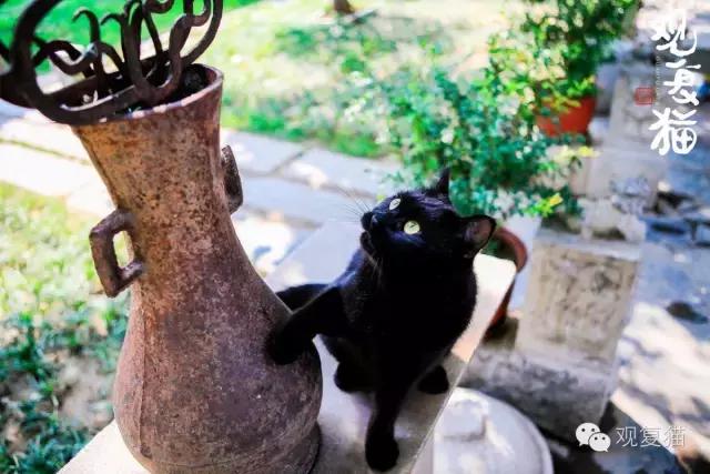 第一只黑猫来历,第一只黑猫是如何诞生的