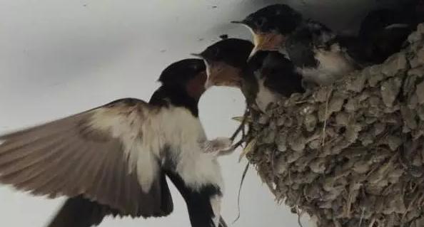 屋檐下有燕子窝居住燕子好吗,农村谚语燕子不入贫寒门