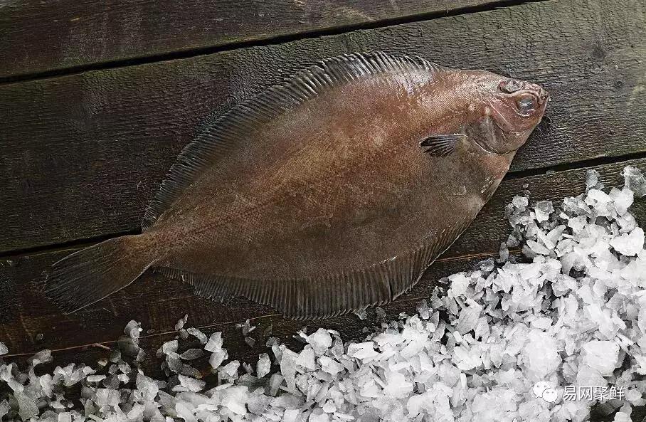 碟中鲽团购,鲽鱼推荐