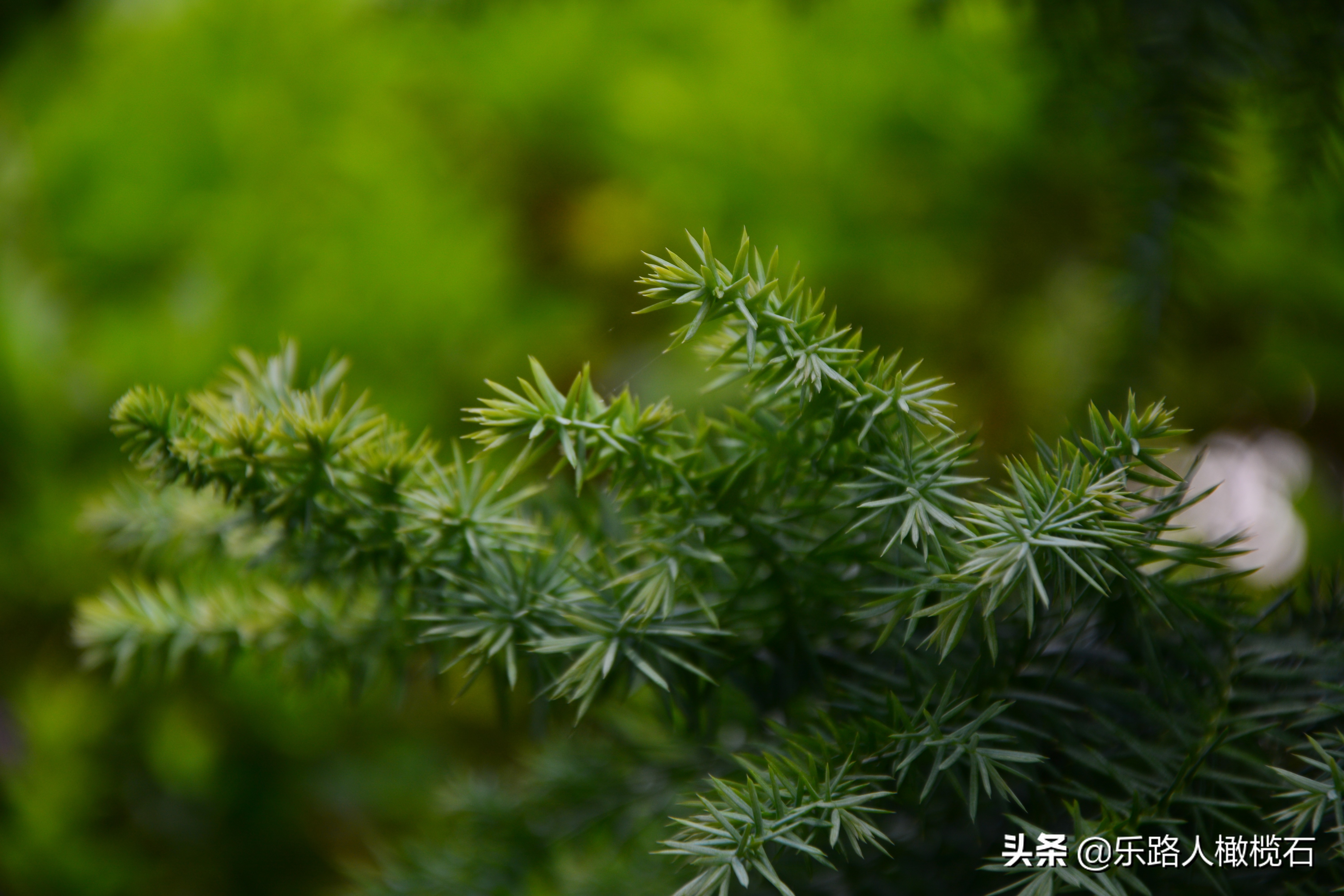 深圳园博园有什么好玩的,深圳园博园旅游指南