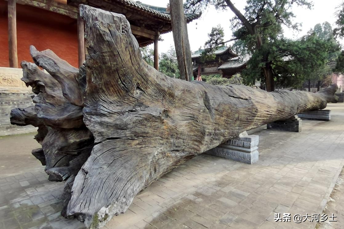 千年乌木关帝庙,关帝庙古树价格