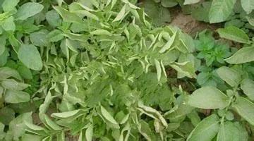 马铃薯常见病虫害及防治方法,马铃薯病虫害诊断与防治论文