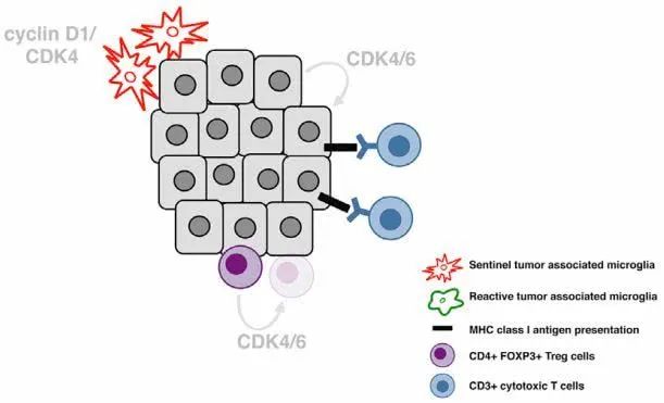 为什么免疫治疗后肿瘤不缩小,为什么免疫治疗不适合胃癌